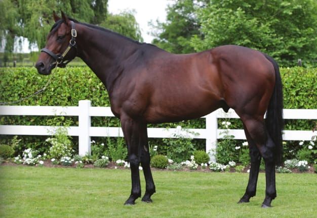 Stellar season for Almanzor