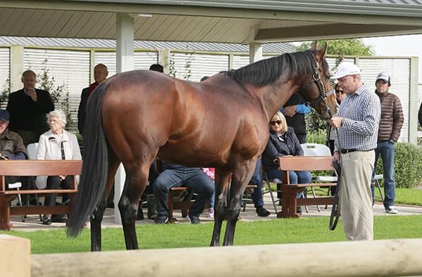 Haunui Farm stallion Parade