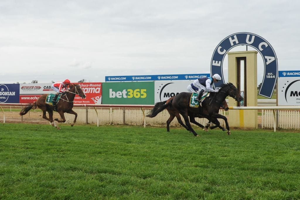 Shambo puts spring credentials on the line