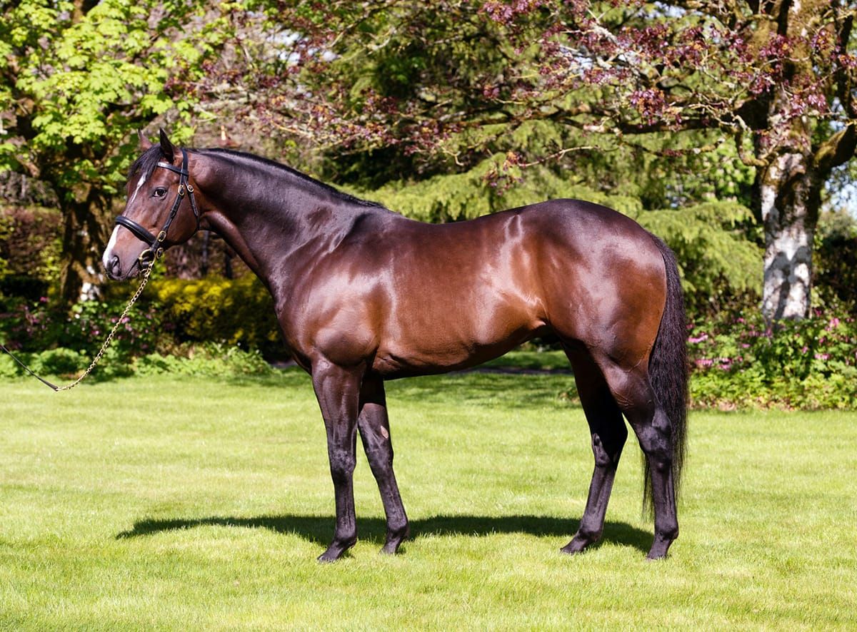 First season sires to the fore at Ruakaka