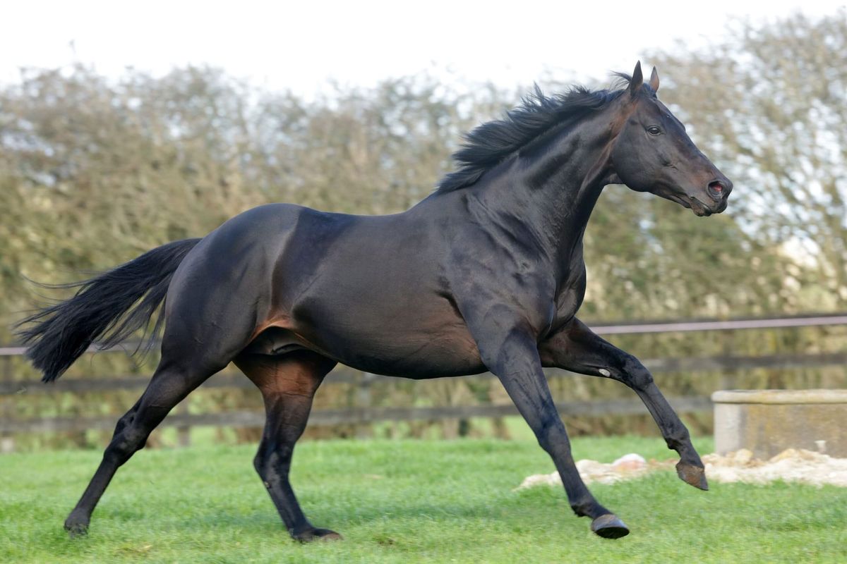 Vadamos crowned champion second season sire