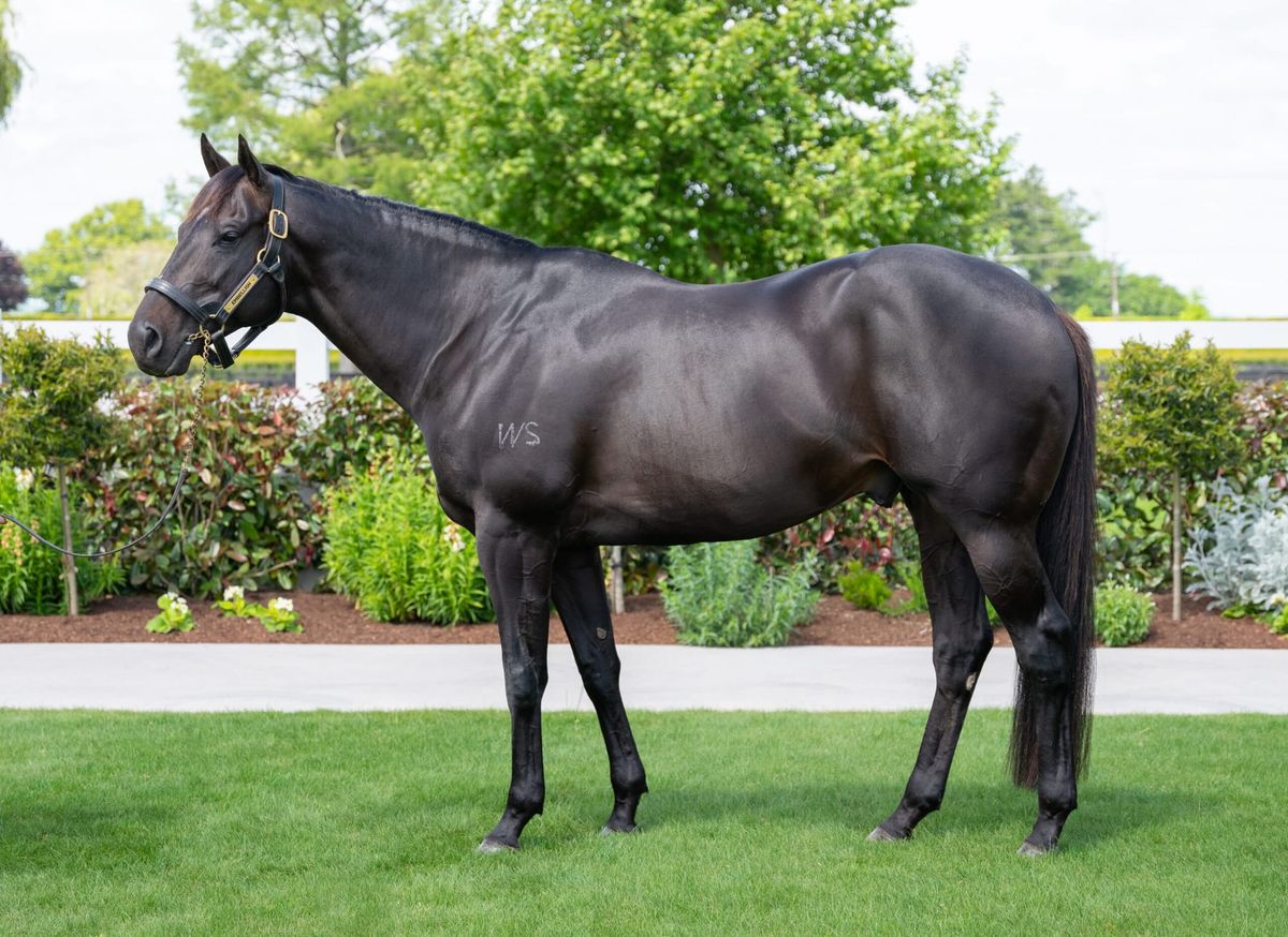 Guineas wish with Embellish's son