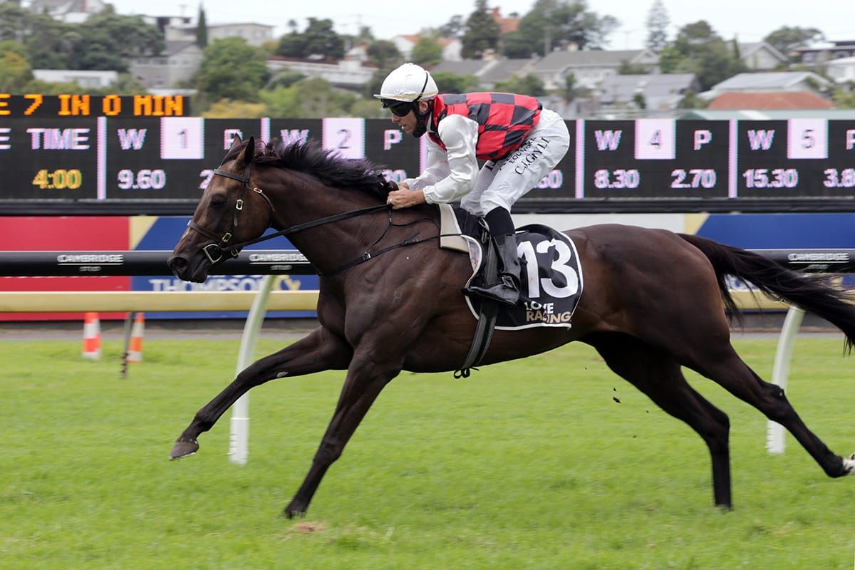 Grylls wings it ahead of big Matamata raceday