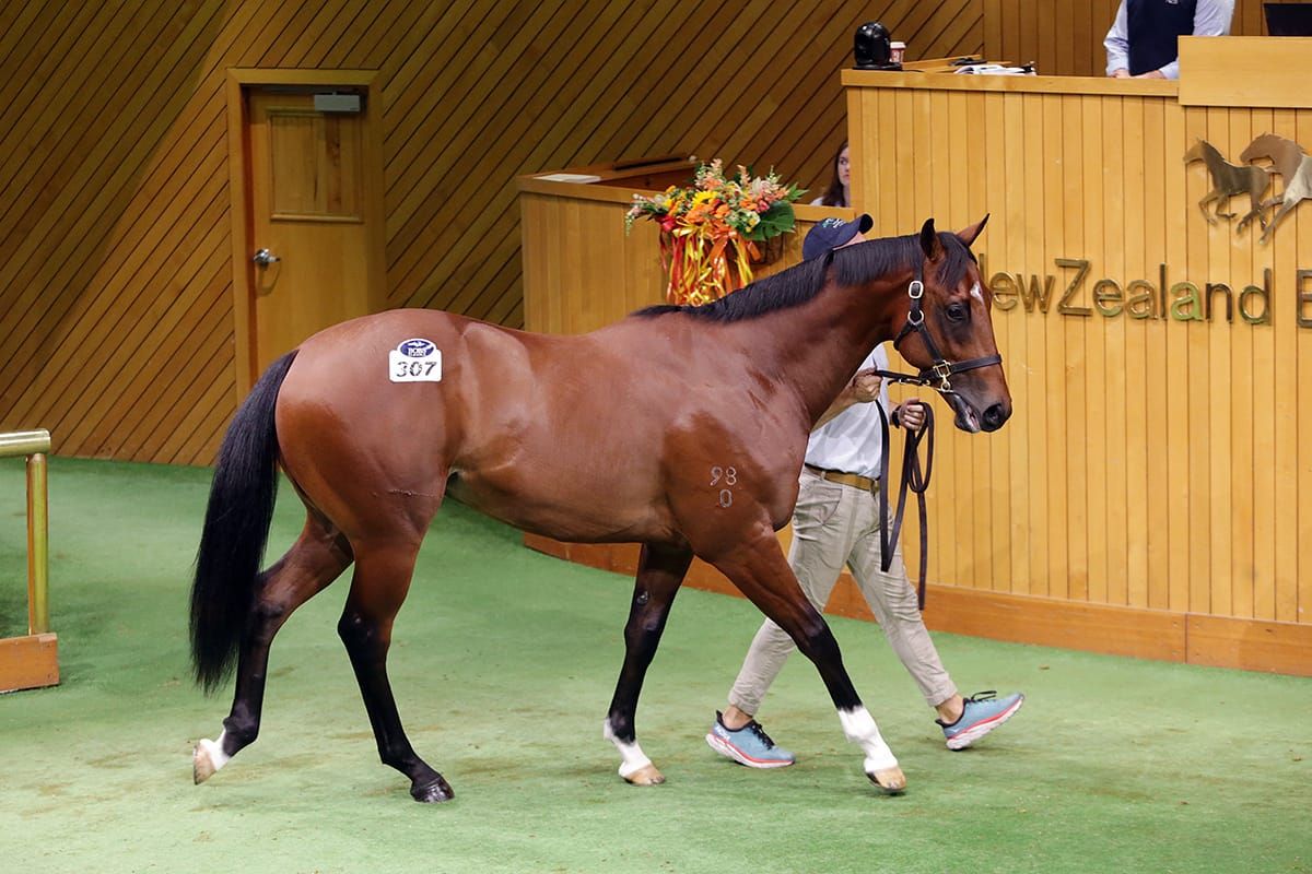 Williams hellbent on quality colt