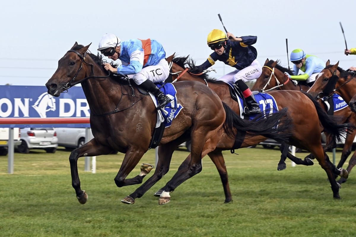 Gong winner Riodini another fine advert for boom sire