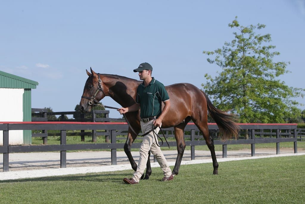 Karaka 2023 parade schedule