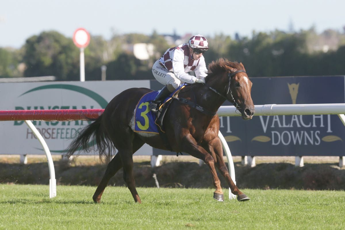 <strong>Trans-Tasman trip possible for perennial bridesmaid</strong>