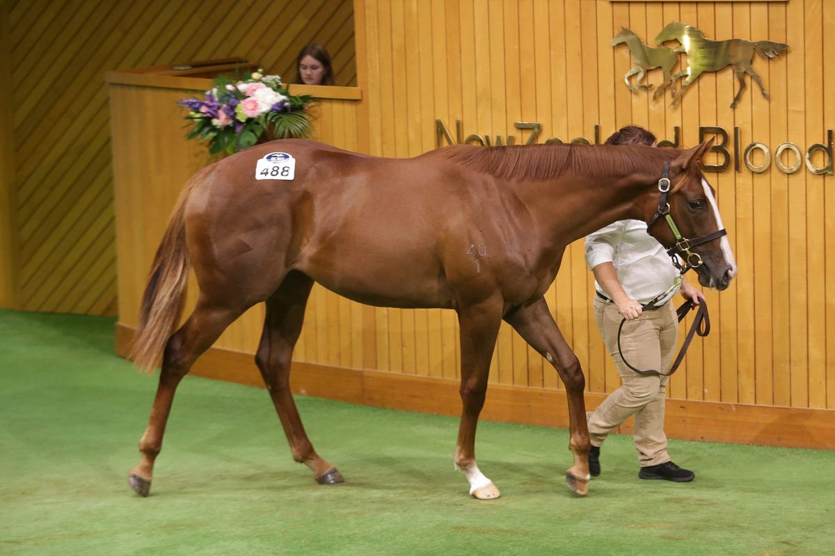 <strong>Karaka Million date saved for Written Tycoon filly</strong>