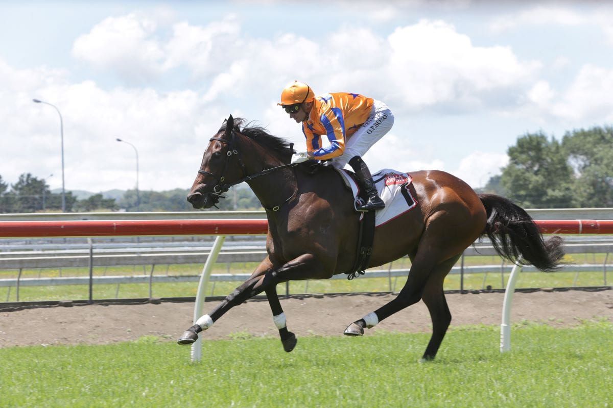 <strong>Maven Belle makes scintillating return</strong>