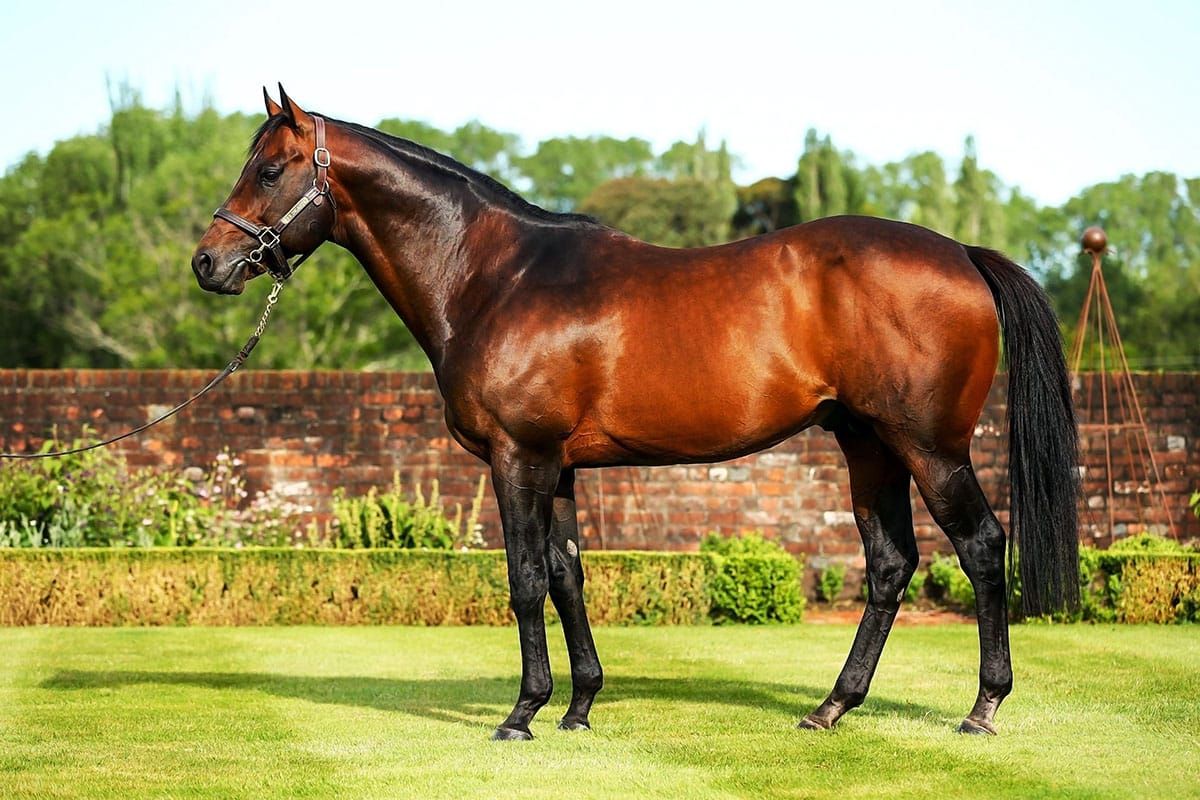 Breeding season doubt for Per Incanto following accident