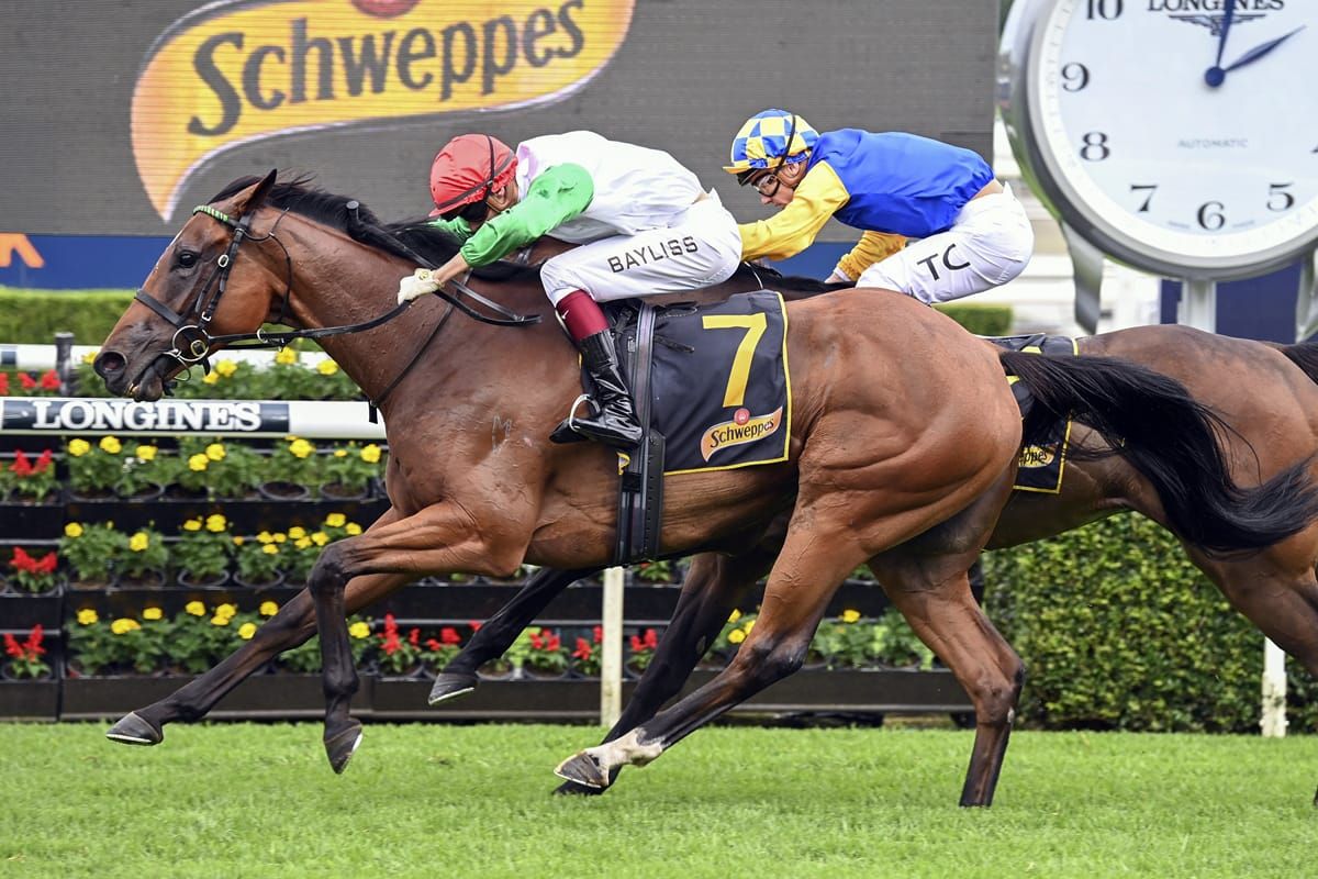 Nerve Not Verve thriving ahead of Auckland Cup