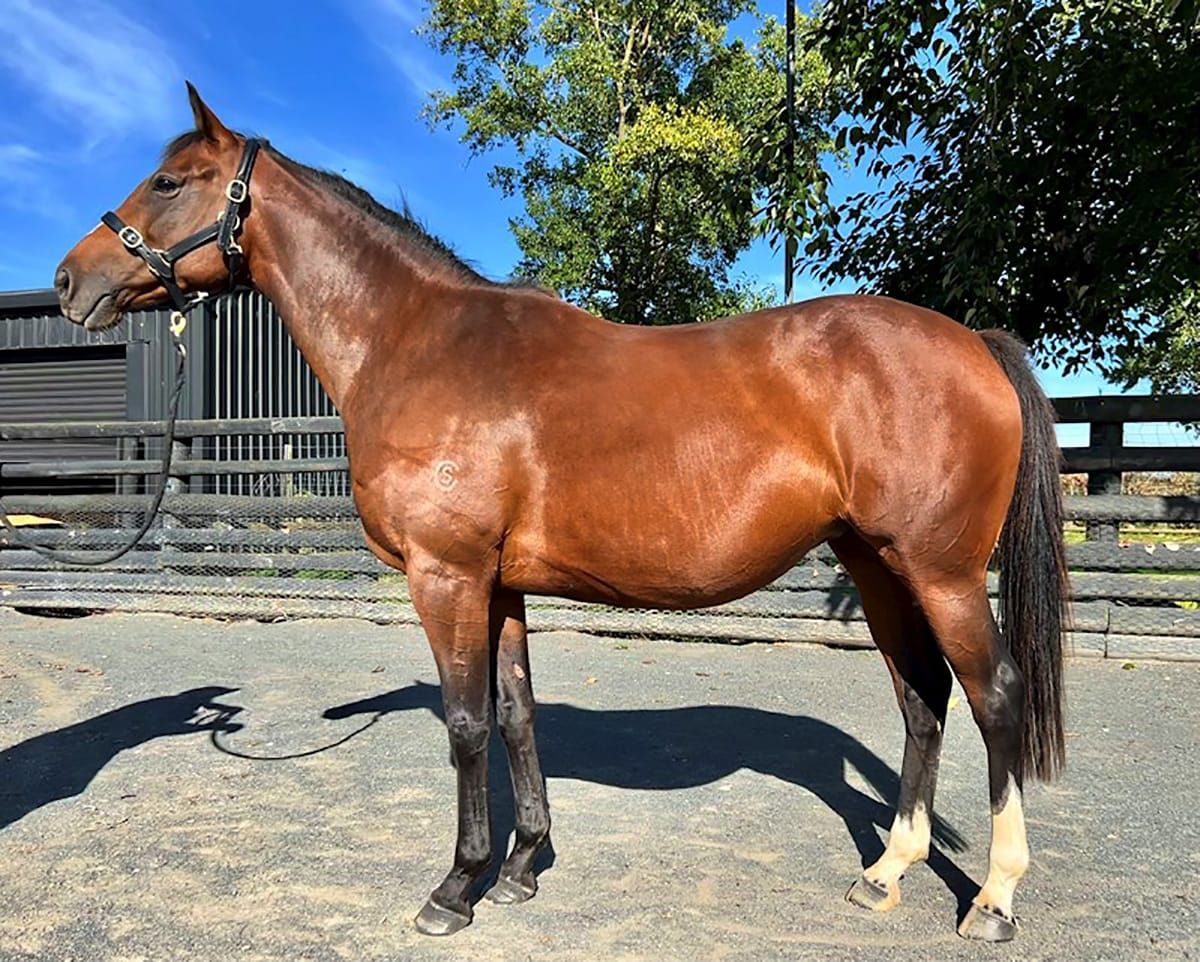 Sir Patrick Hogan Unreserved Dispersal live