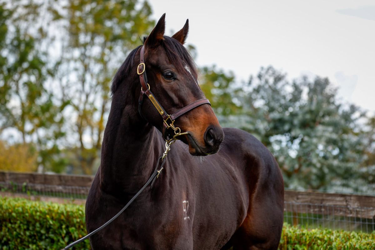 Carter’s Bookend bids work a treat for Burgundy Rose