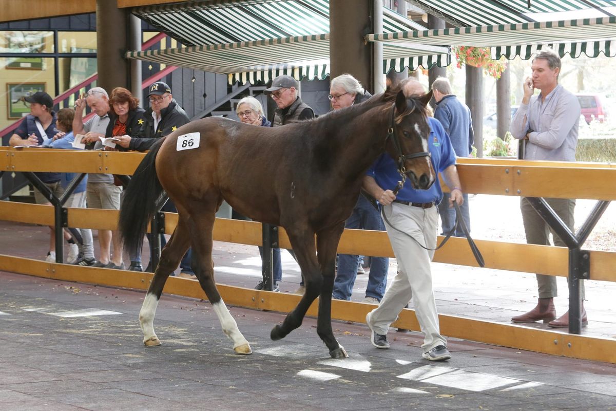 NZB Weanling and Broodmare Sale catalogue now online