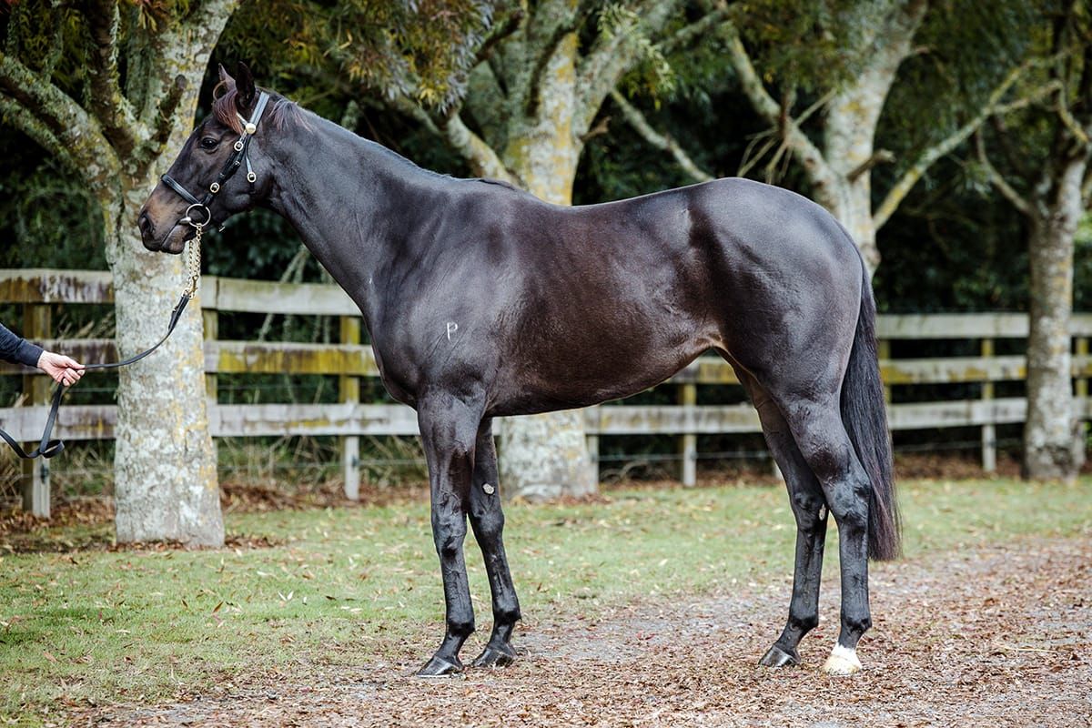 Quality Mare Rose ‘N’ Power For Sale on Gavelhouse Plus