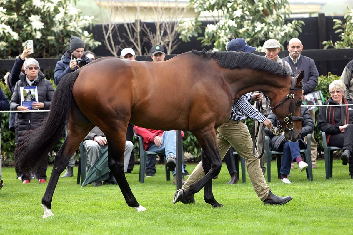 Staphanos heads Novara Park roster