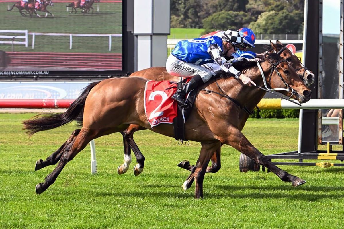 Artzino to pair with star apprentice Wiremu Pinn