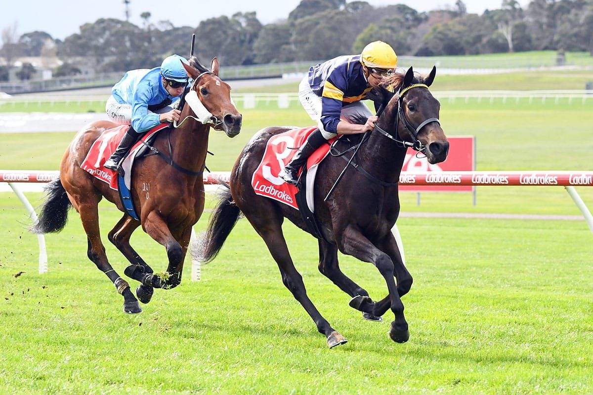 Coeur Volante on Thousand Guineas path