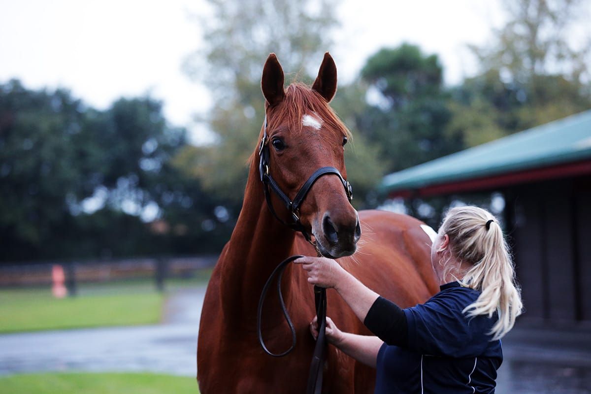 Williams adds to broodmare band