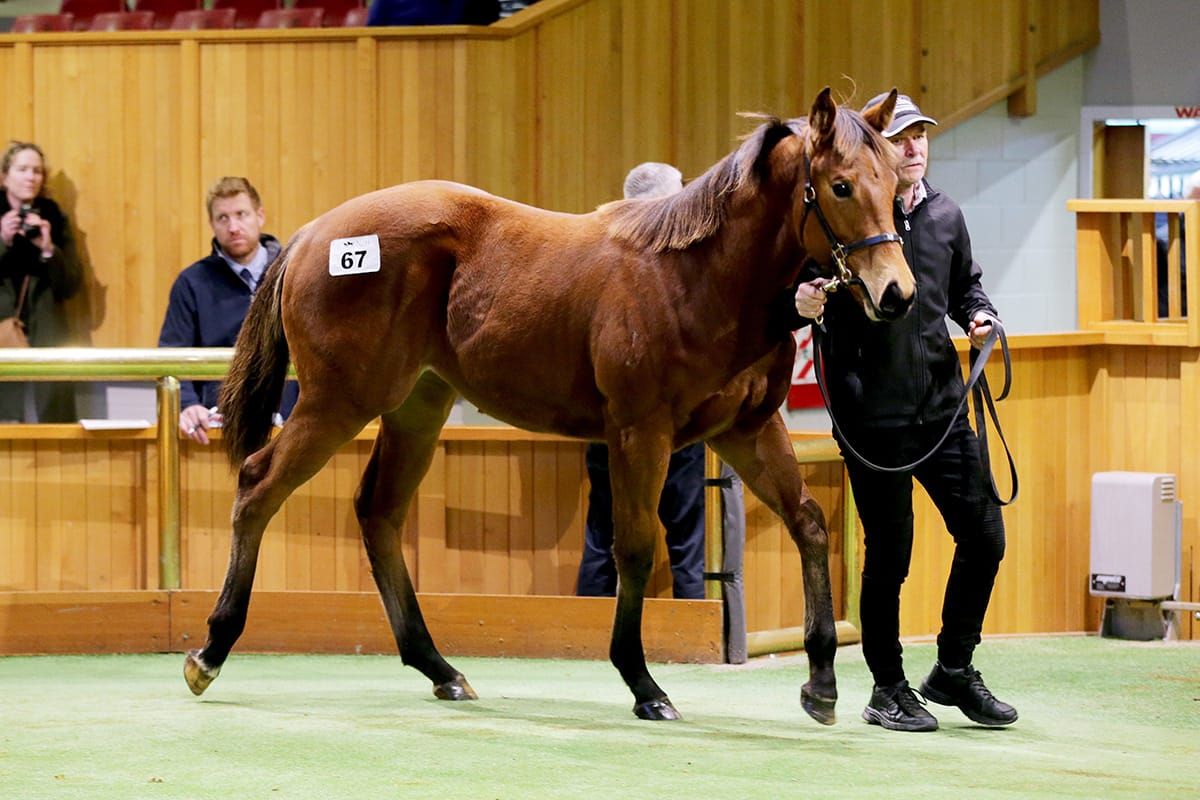 Proisir filly heads Kaha Nui purchases