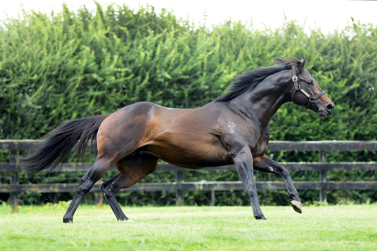 Rich Hill’s Proisir setting record-breaking pace