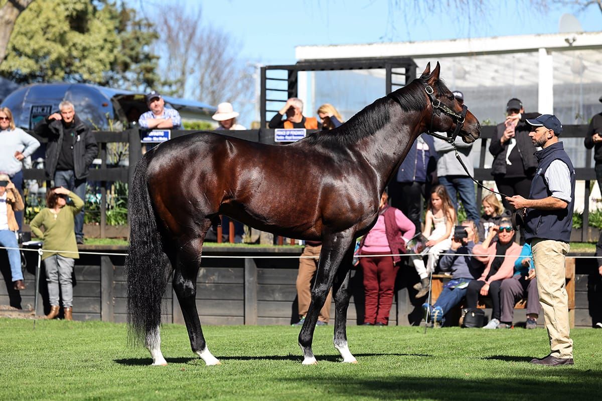 gavelhouse.com Waikato Stallion Parade date change