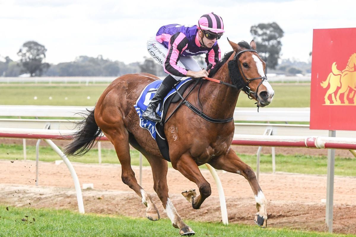 Russo strikes gold again with Kiwi-bred purchase