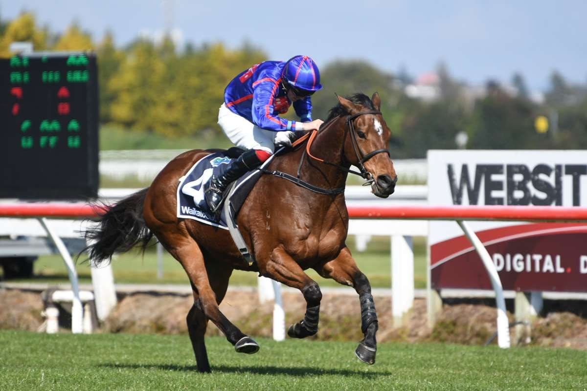 English Gambler potentially on path for Great Northern