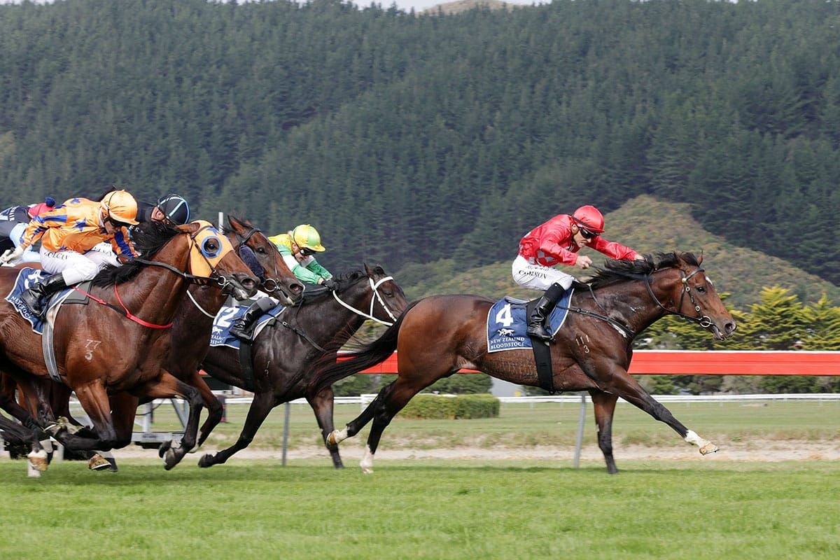 Ferrando 2yo shows early promise
