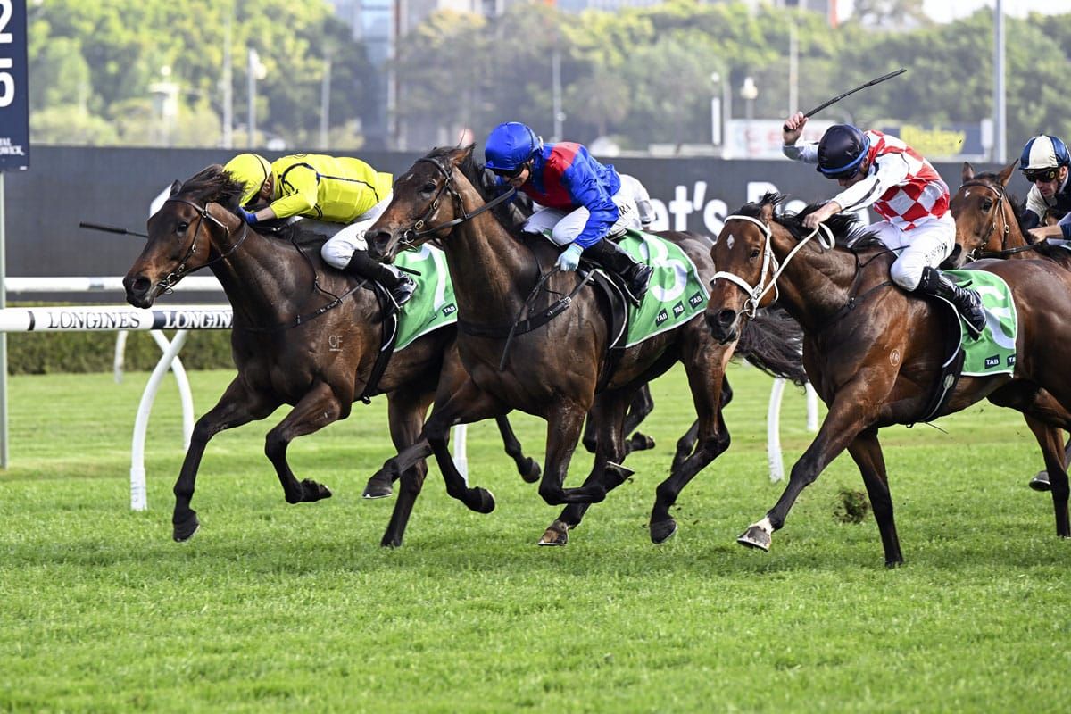 Palmetto a Diamond in the rough