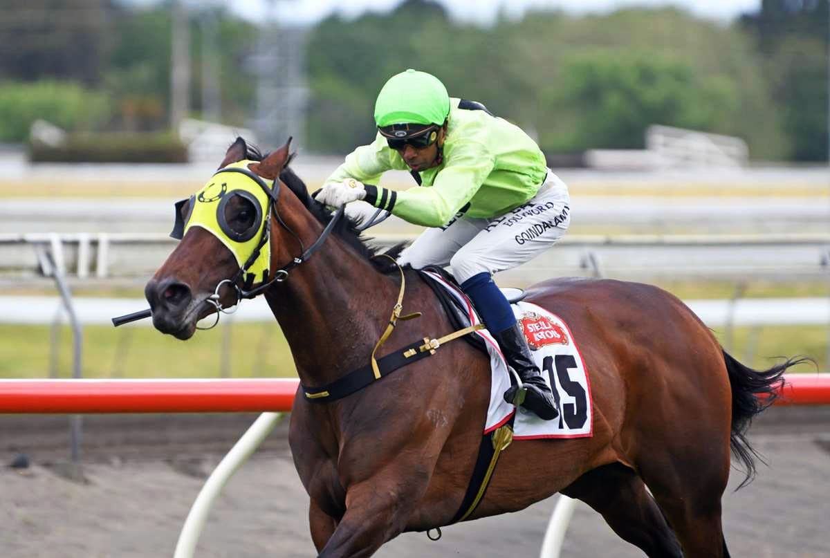 Gwen’s Daughter prevails in opening Stella Artois qualifier