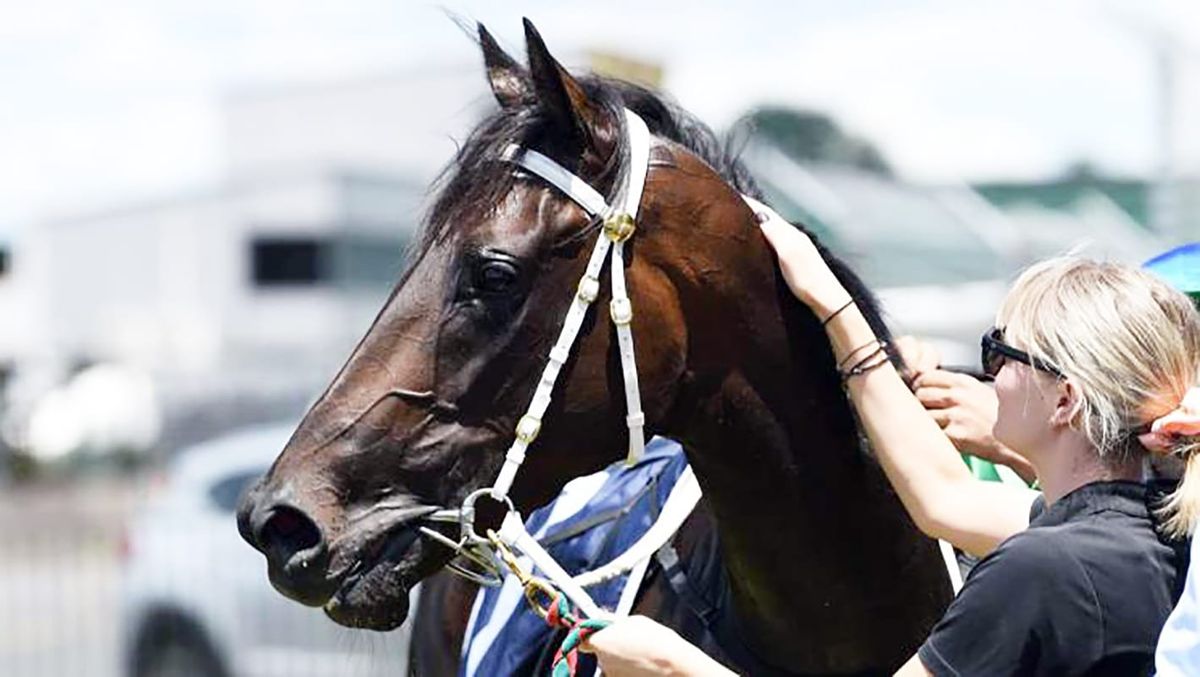 Mazzolino gleaming ahead of Zabeel Classic
