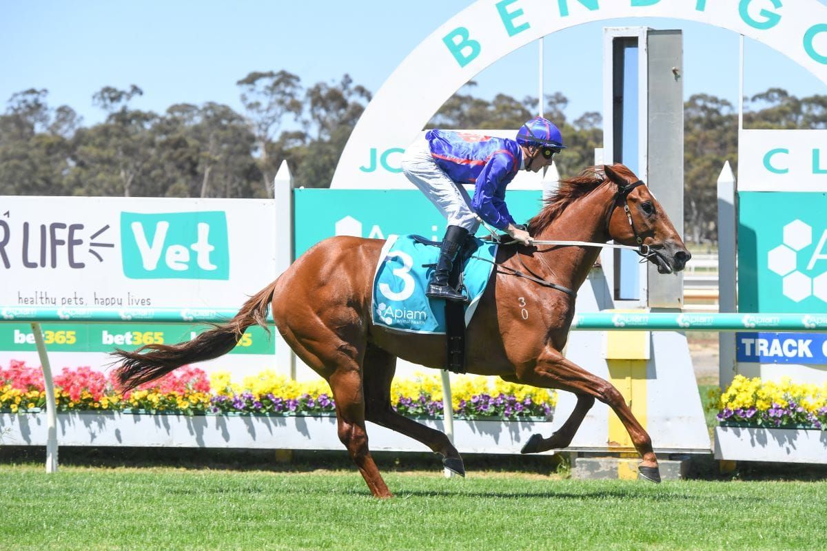 Forgotten gelding ready to ‘Go