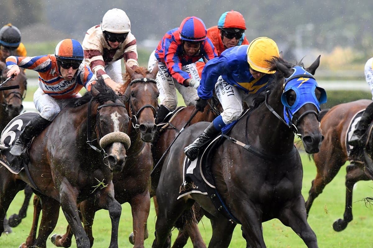 Sagunto out to retain Manawatu Cup crown