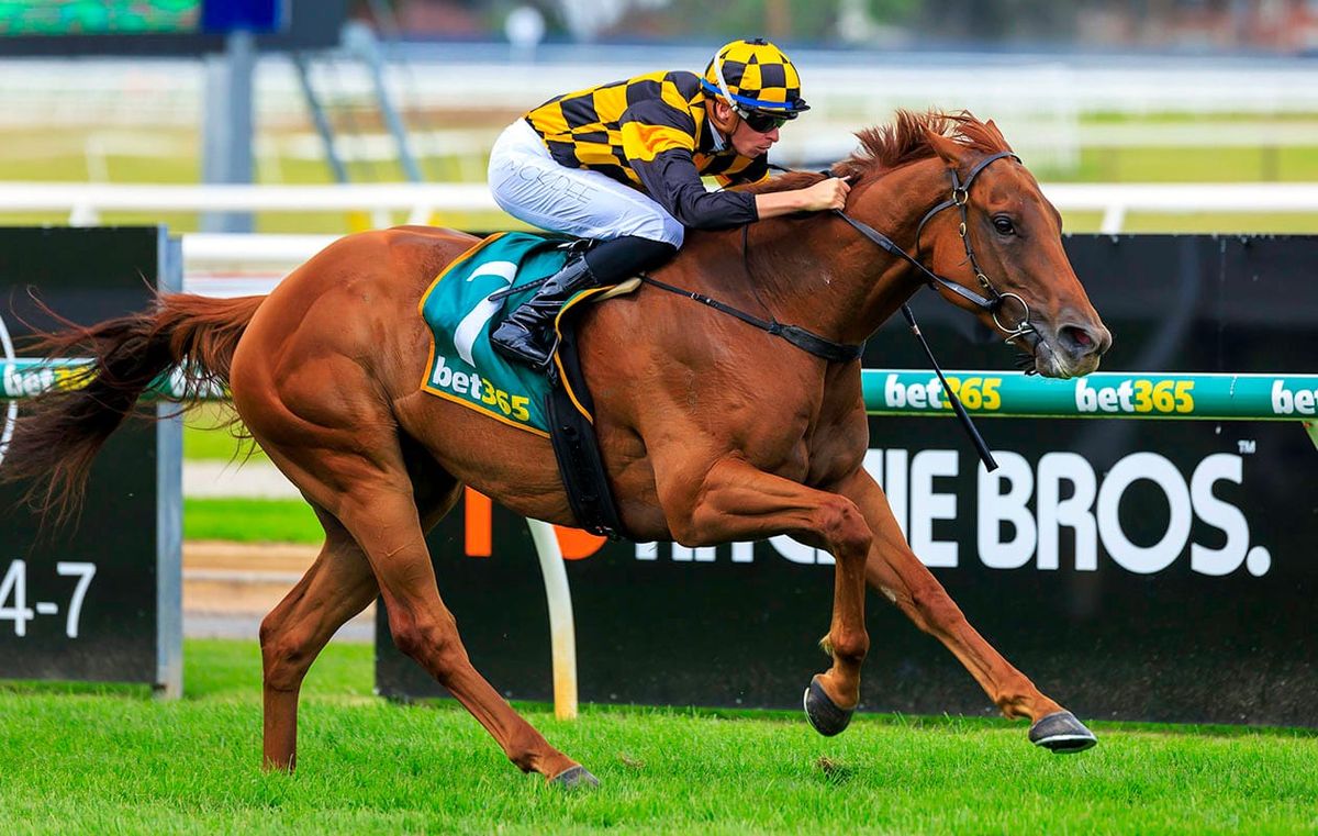 Holymanz chases another Classic win