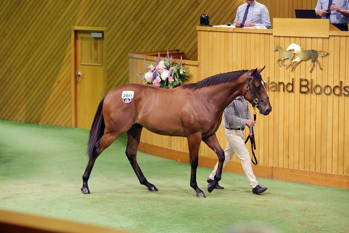 Ellis eyes return to Karaka Millions summit