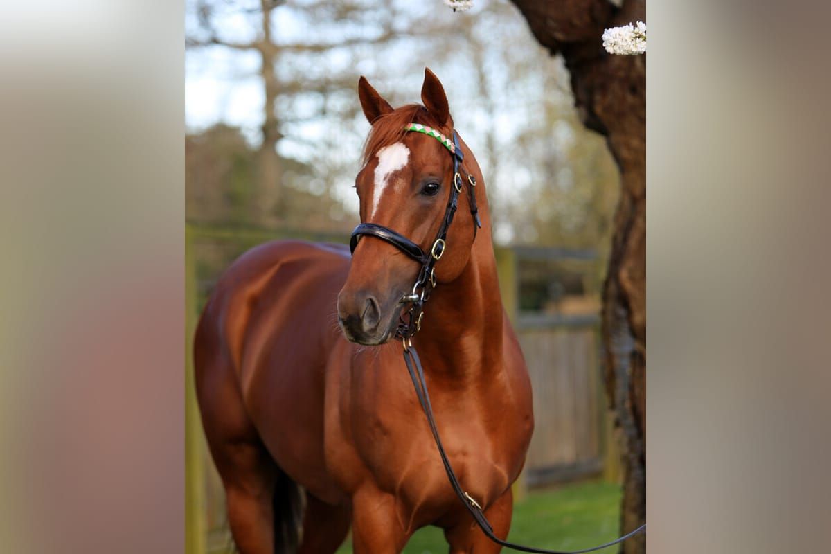 Multiple Group One-winning son of Frankel joins Cambridge Stud roster
