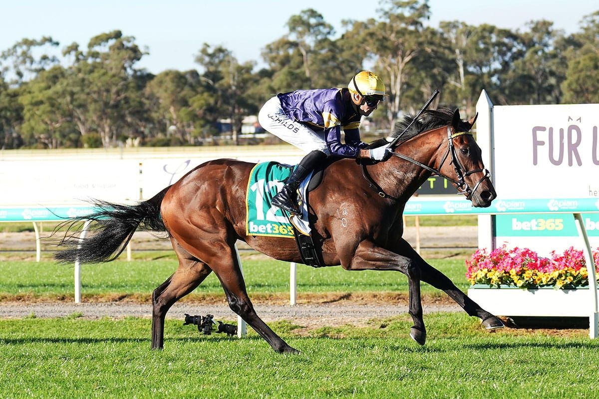 Breeders faith in War Machine rewarded