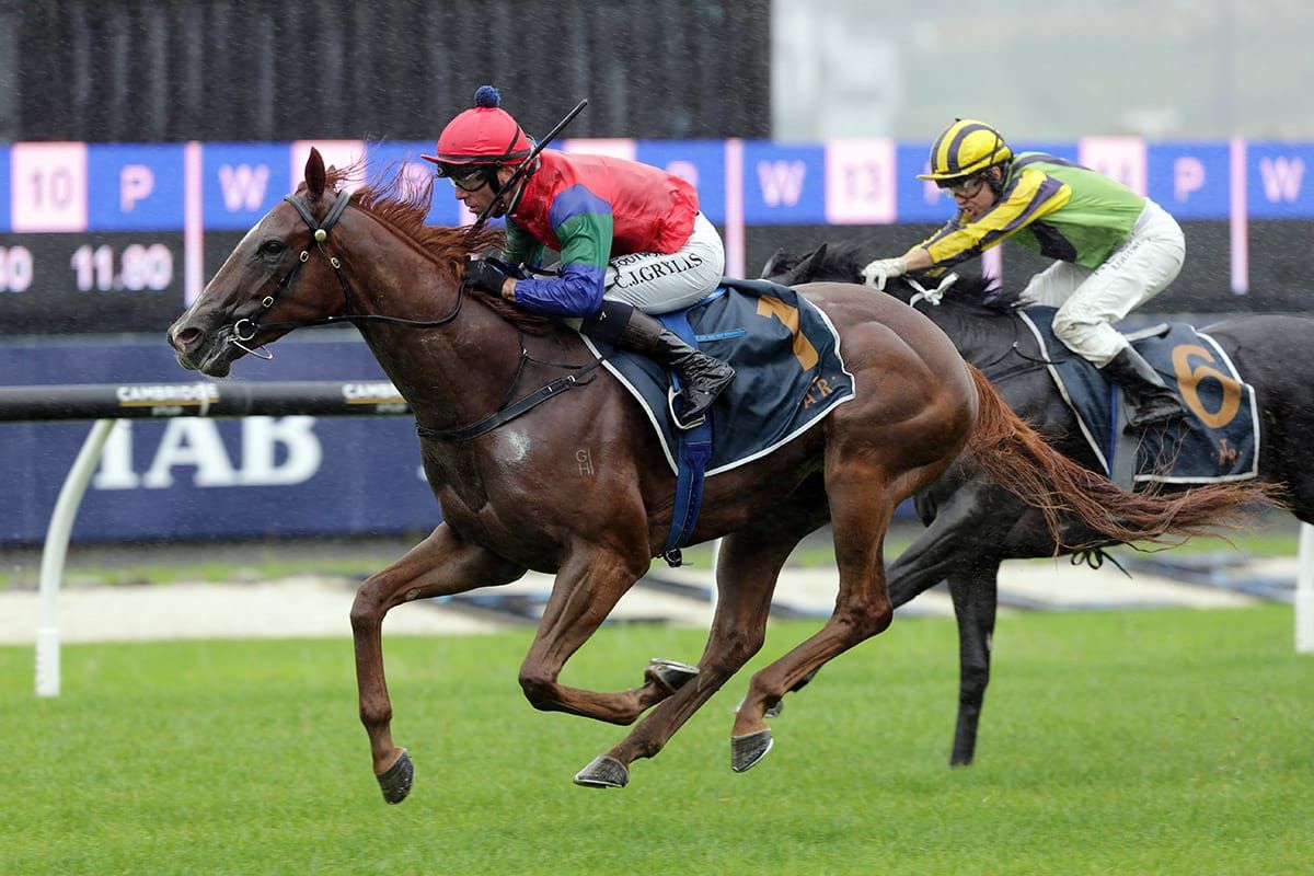 Rogerson hoping to see stakes victory from afar