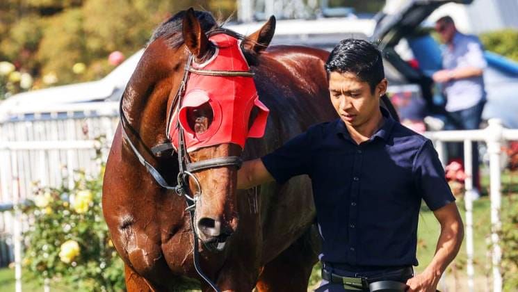 Stable favourite possibly NZ Cup bound