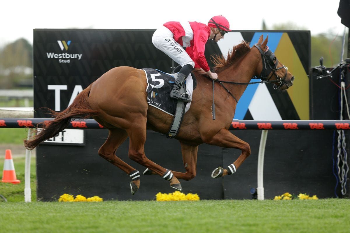 Navigator paving his way to Spring Sprint