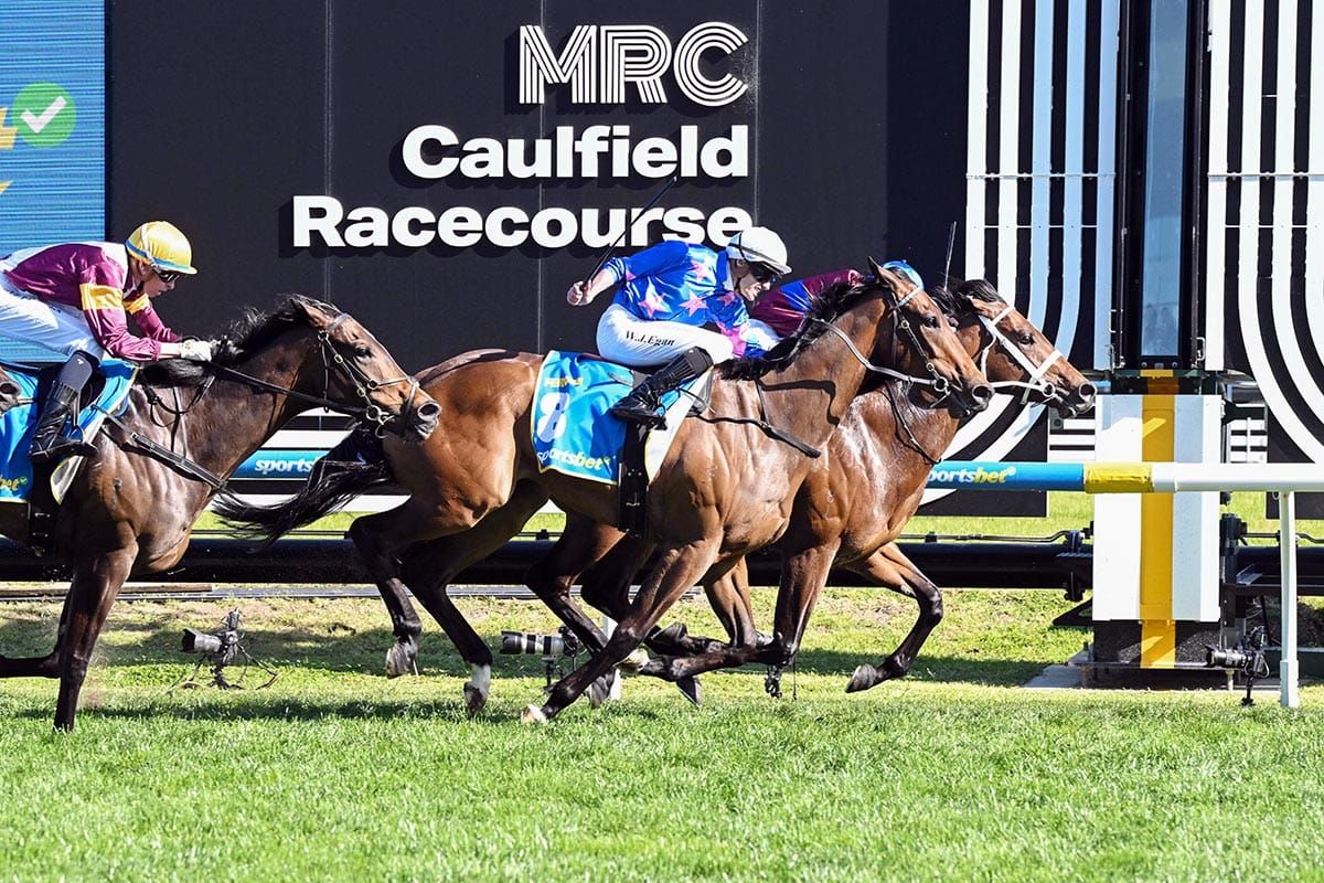 NZB Kiwi option for Feroce