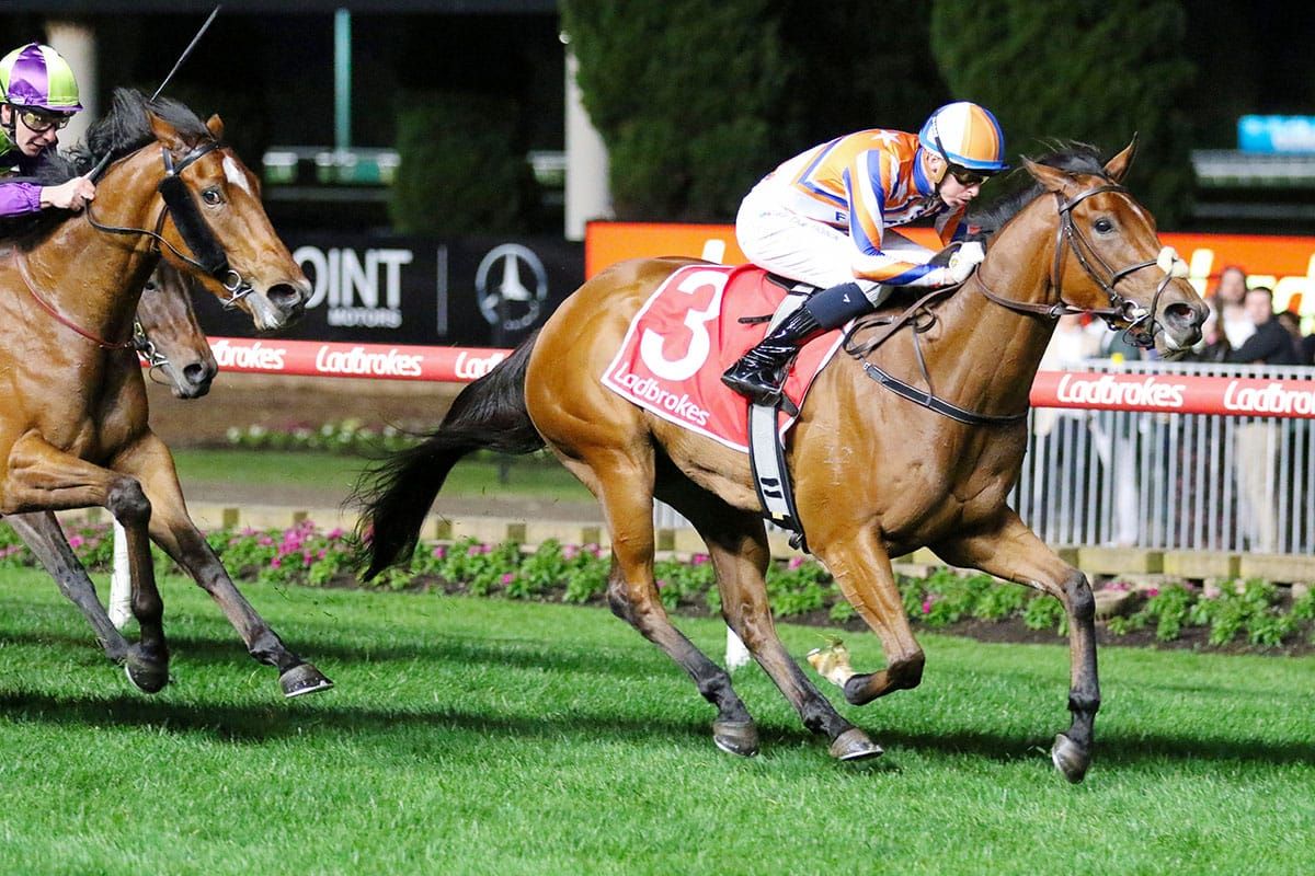 Bellatrix stars in Coolmore