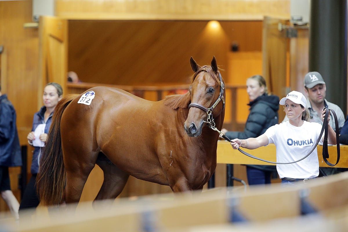 Hong Kong beckons Harry Angel colt
