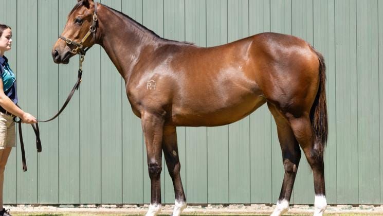 Star Rich Hill stallions well represented at Karaka