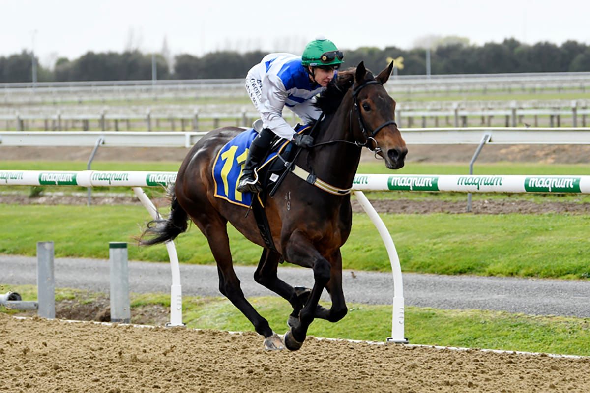 Quality Mare Primed for Thorndon Challenge