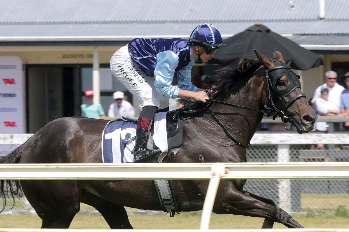 Pure Delight with Northland Cup win