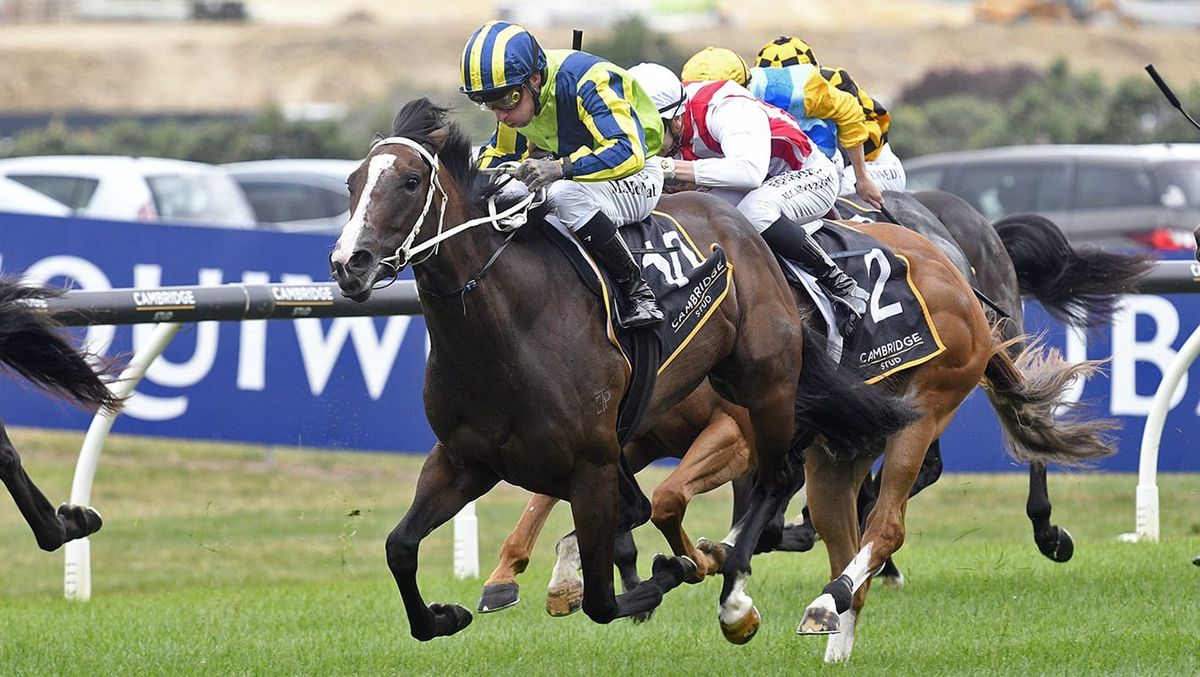 Matamata Race a Timely Lead-Up for NZB Kiwi Hope