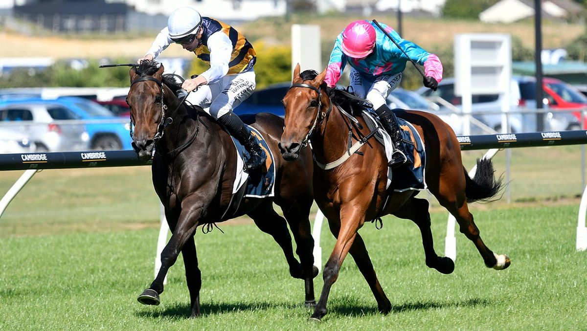 Mustang Morgan Set for Tulloch Stakes Test