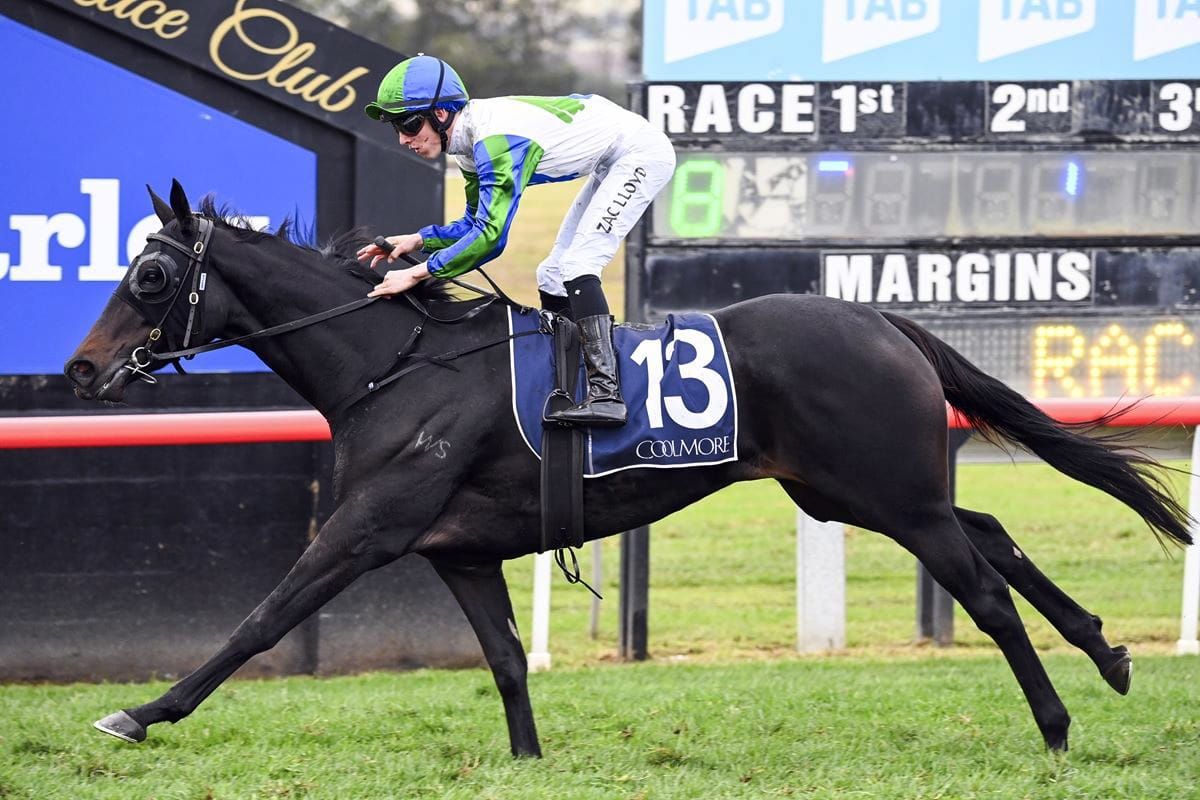 Cindy Ready to Shine in Breeders’ Stakes